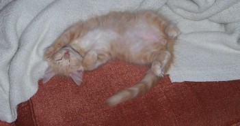 Alex The Mess – Pets Can Do So Much Good