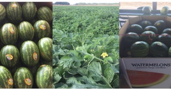 Watermelons Can Be Wonderful, Sure They Can
