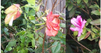 Blooming In December? But It Is 2020